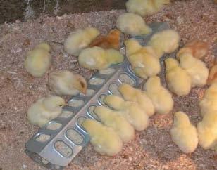 Young chicks at a trough feeder.