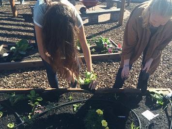two people leaning over to plant vegetable starts in raised bed