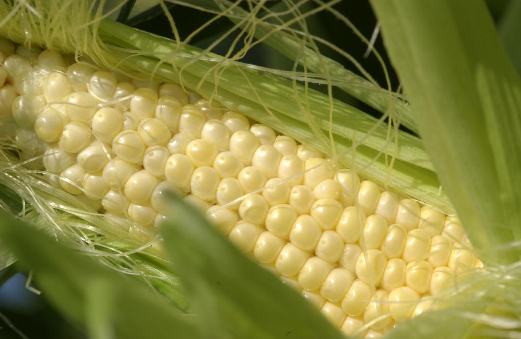 close up of yellow corn cob with outer layer peeled back