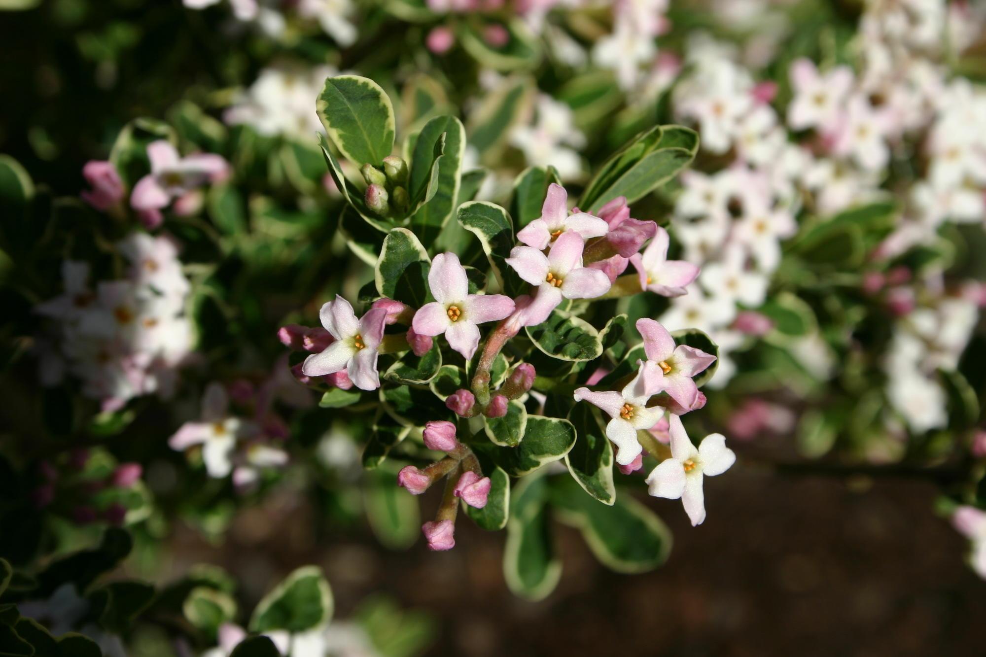 small light pink flowers and tight evergreen foliage