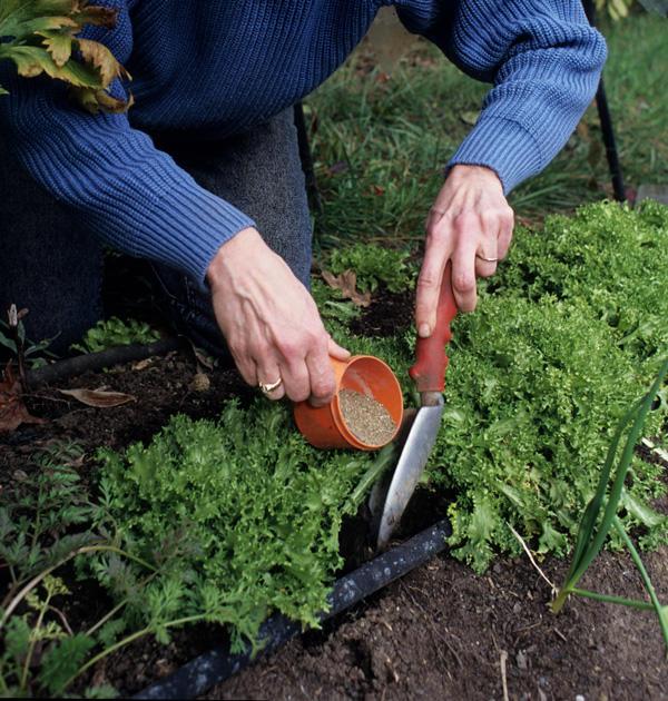 two hands with fertilizer in cup and garden tool at parsley plants