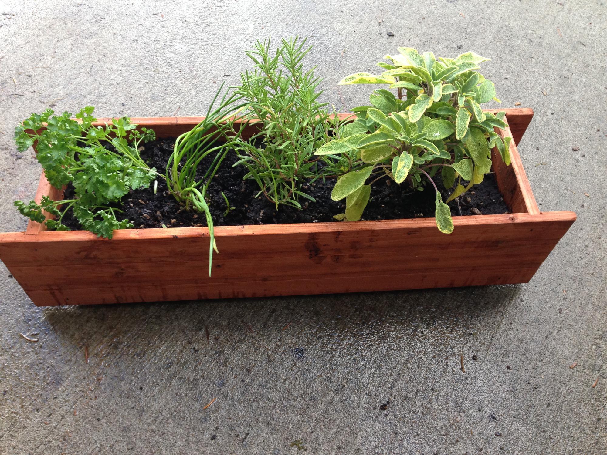 Four different green herbs grow in a wooden container.