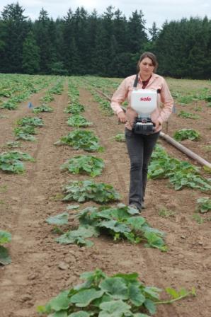 A woman uses a seed broadcaster to plant a cover crop in a butternut squash field.