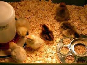 baby chicks on sawdust bedding with feeders