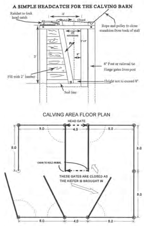 Proper facilities are a must for calving. Two diagrams show the floor plan for a calving area and a headcatch to keep th