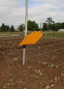 A yellow sticky trap is attached at a 45-degree angle to a pole in the middle of rows of a just-emerging crop.