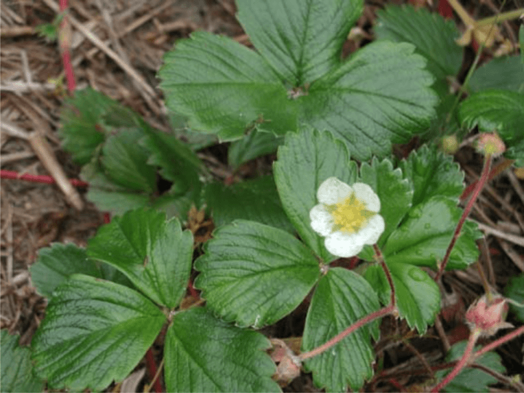Close-up of a coastal strawberry plant shows a cluster of green leaves and one white blossom.
