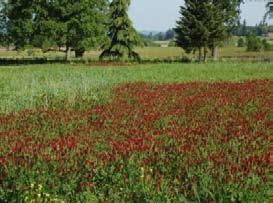 Field of cover crops including crimson clover.