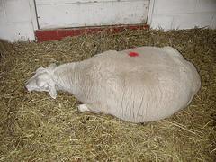 A pregnant lamb lies on a straw-covered floor.