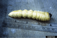 Image of larvae of the ponderous or prionus borer, a root borer