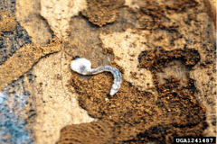 Image of flatheaded wood borer larvae