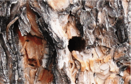 Image of exit holes of adult flatheaded wood borer