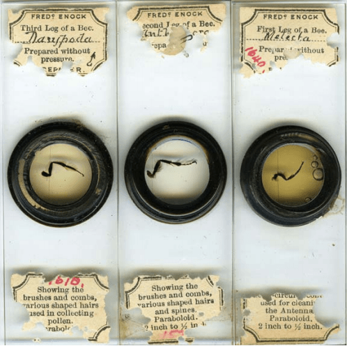Microscope slides showing insect legs