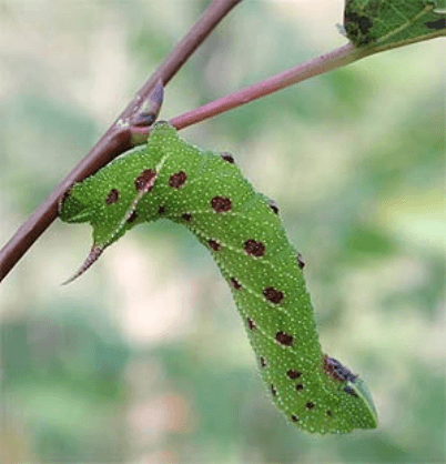 larva hanging from branch