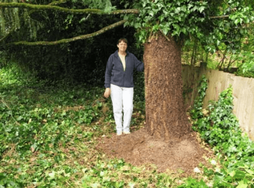 woman next to tree trunk cleared of ivy