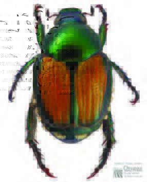 A enlarged overhead view of a Japanese beetle.