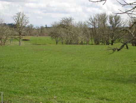 A green pasture with a line of trees in the background.