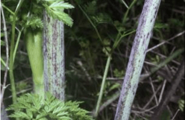 Poison Hemlock stem