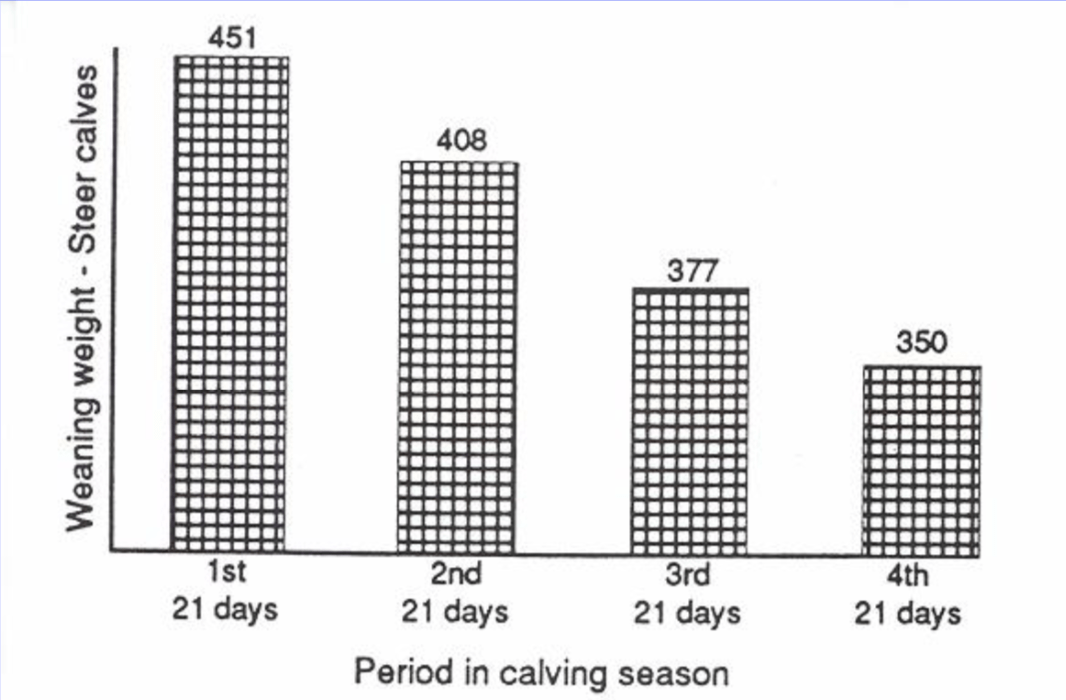 A chart shows the how a calf's birth date affects its weight at weaning. For calves born in the first 21 days of calving season, their weaning weight is 451; calves born in the second 21 days: 408; calves born in the third 21 days: 377; calves born in the fourth 21 days: 350.