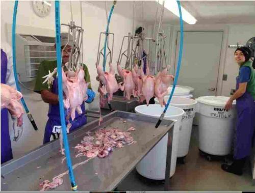 Chicken carcasses hang above a stainless steel table as workers process them.