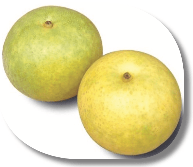 Two Asian pears on a white plate.
