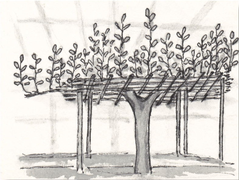 Drawing of a pear tree shows a pergola supporting its limbs with branches extending upward.
