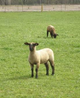 Two sheep in a pasture. One in the foreground looks directly at the camera while one in the background grazes on grass.