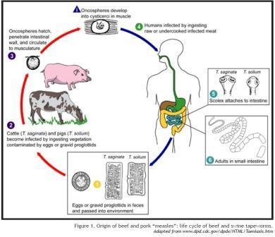 Diagram shows the life cycle of tapeworm in cattle and swine.