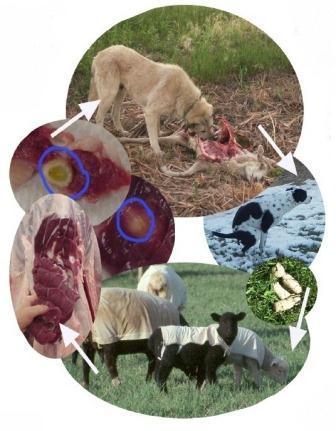 Photo collage shows how the tapeworm infects sheep -- a dog eats infected meat, its feces containing tapeworm eggs are ingested by sheep, which are then infected by tapeworm.