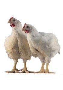 A pair of chickens stand next to each other against a white background.