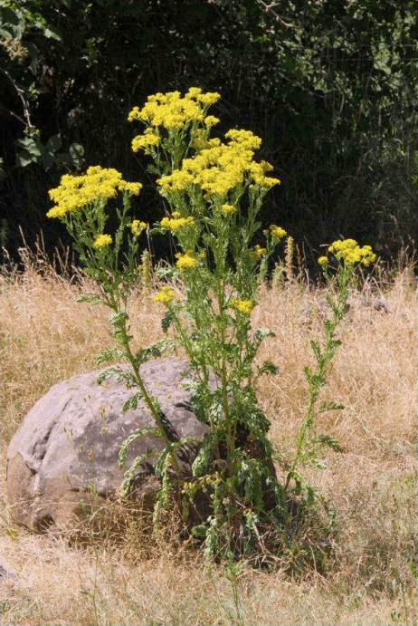 Tansy ragwort with a rock and trees in the background