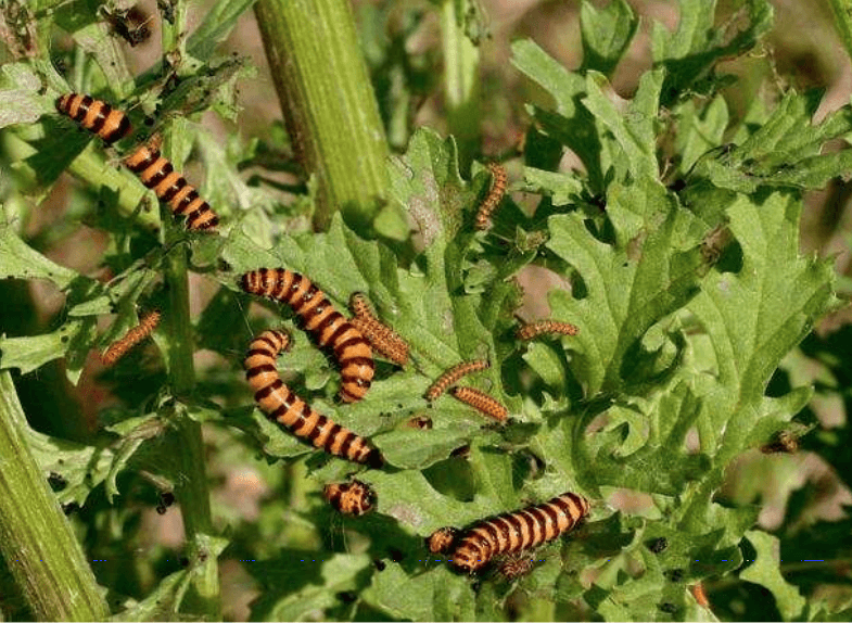 Multiple cinnabar moth larvae on a tansy ragwort