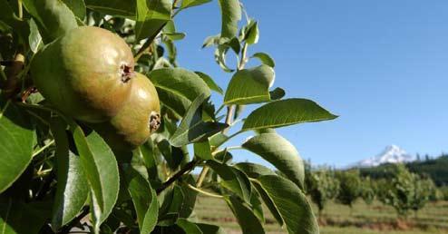 Two pears appear in the left foreground in a close-up photo of a pear tree.