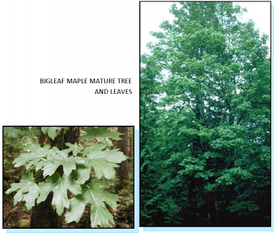 Bigleaf maple mature tree and leaves