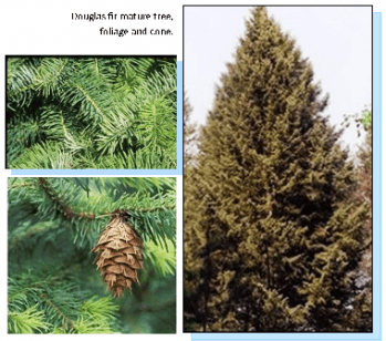 Douglas fir mature tree, foliage and cone.