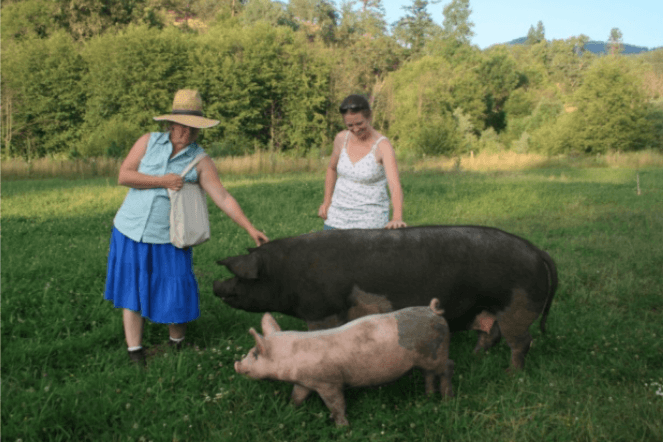 Two women pet a large pig in a field. A smaller pig stands next to the larger pig.