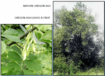 Mature oregon Ash, Oregon Ash leaves and fruit