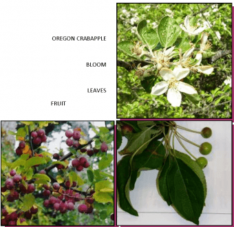 Oregon crabapple bloom, leaves and fruit