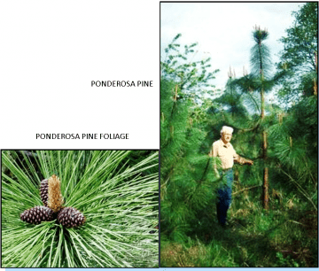 Side-by-side ponderosa pine foliage