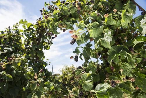 large blackberry vines with open center