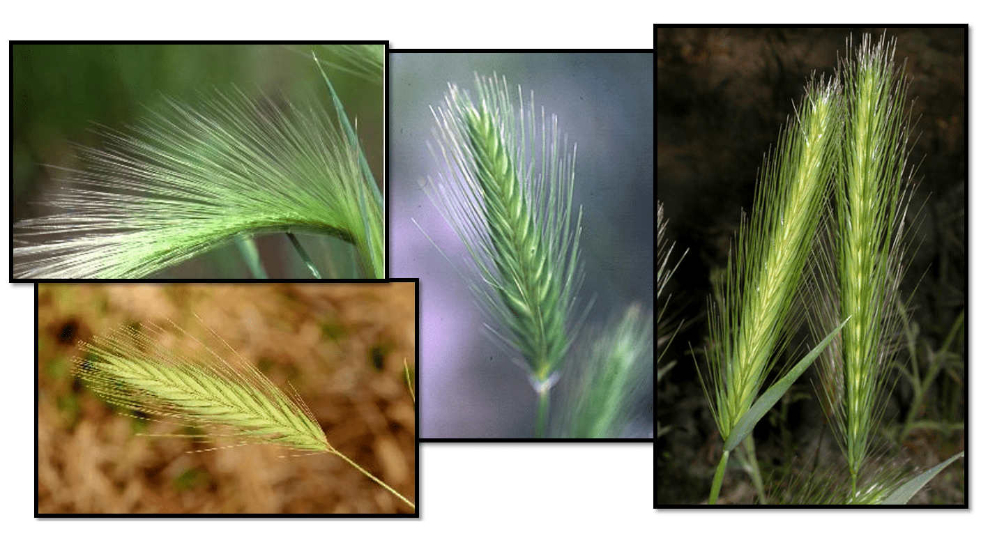 Several species of foxtail-like grasses invade western Oregon.