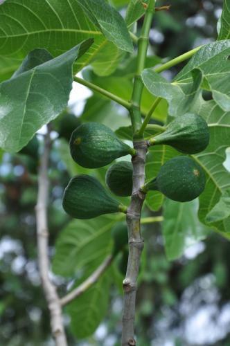 3 green figs on leafy branch