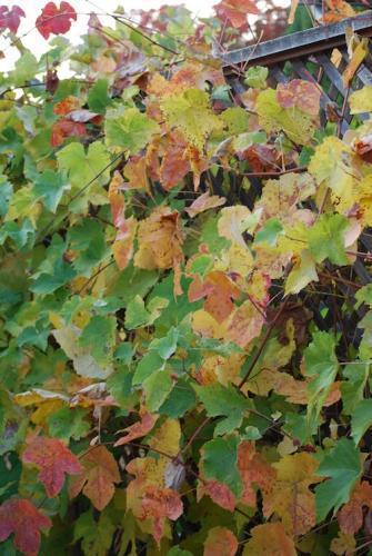 Grapevine leaves with different colors