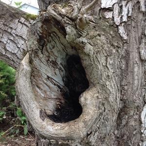Hole developed in the side of a tree