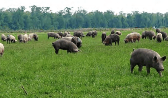 More than two dozen pigs feed on grass in a pasture.