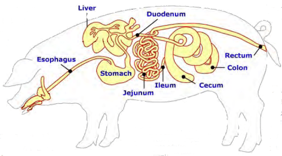 Diagram shows a swine's monogastric digestive tract.