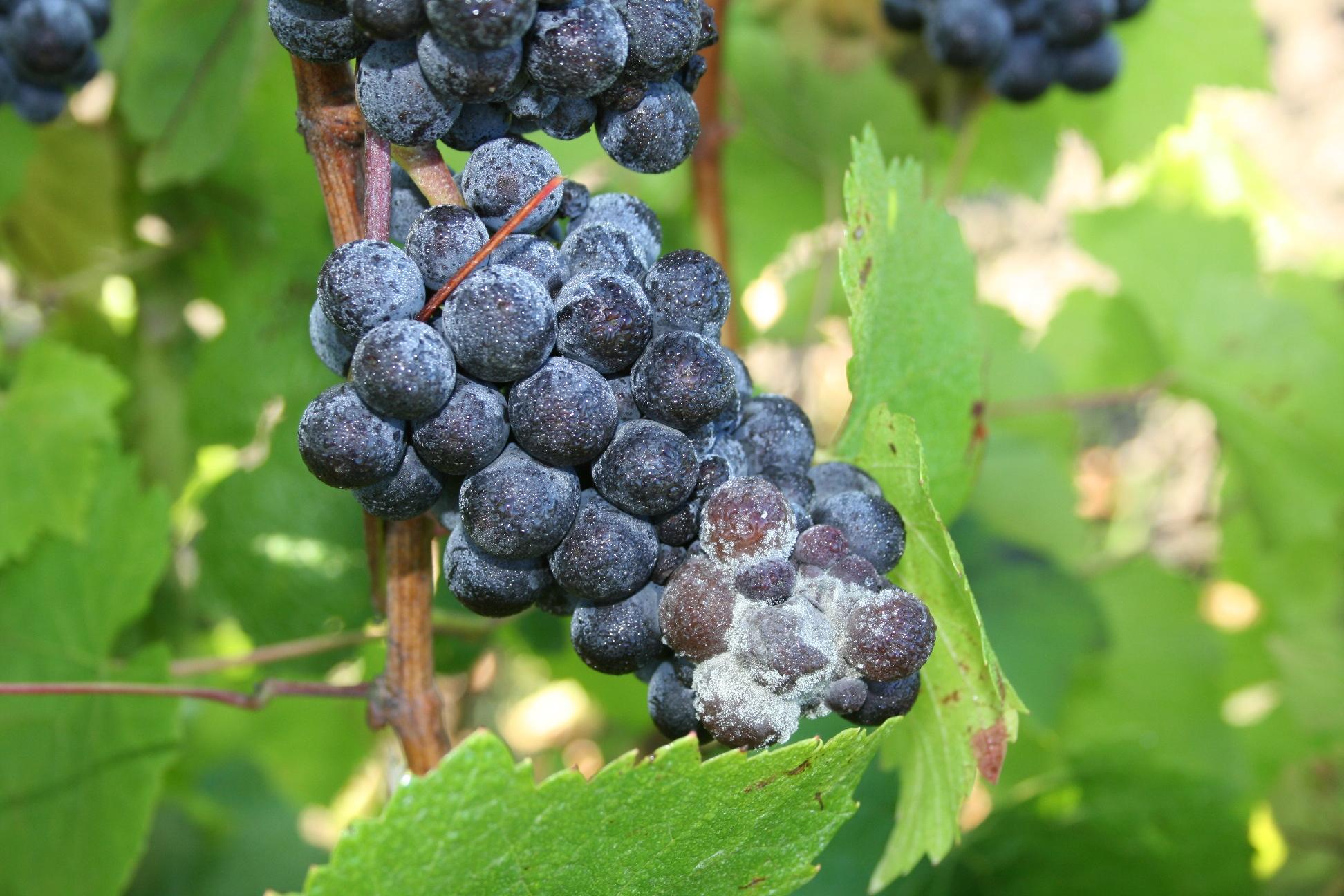 A cluster of dark grapes on the vine with Botrytis fungus infecting the lower part.