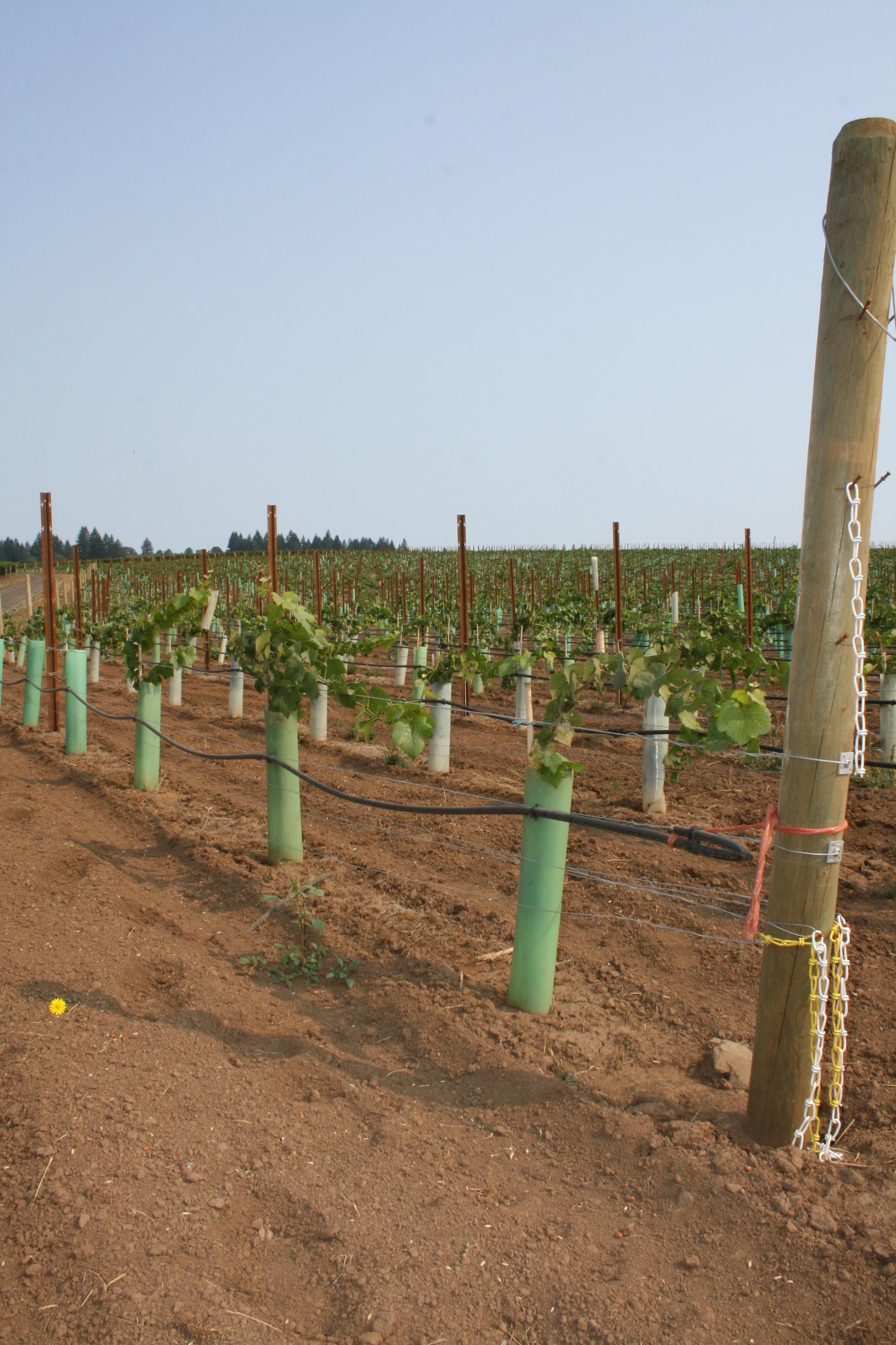field of rows of small vines