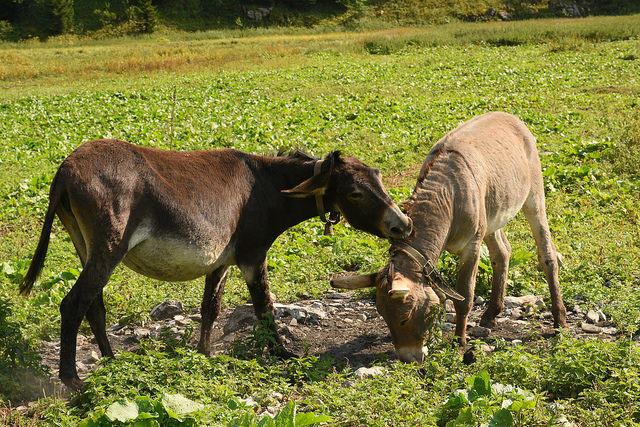 two donkeys in field with one gripping on back of neck of the other who is grazing