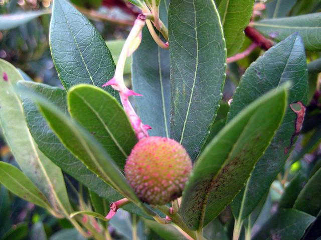 green leaves with a round ball fruit of a strawberry tree